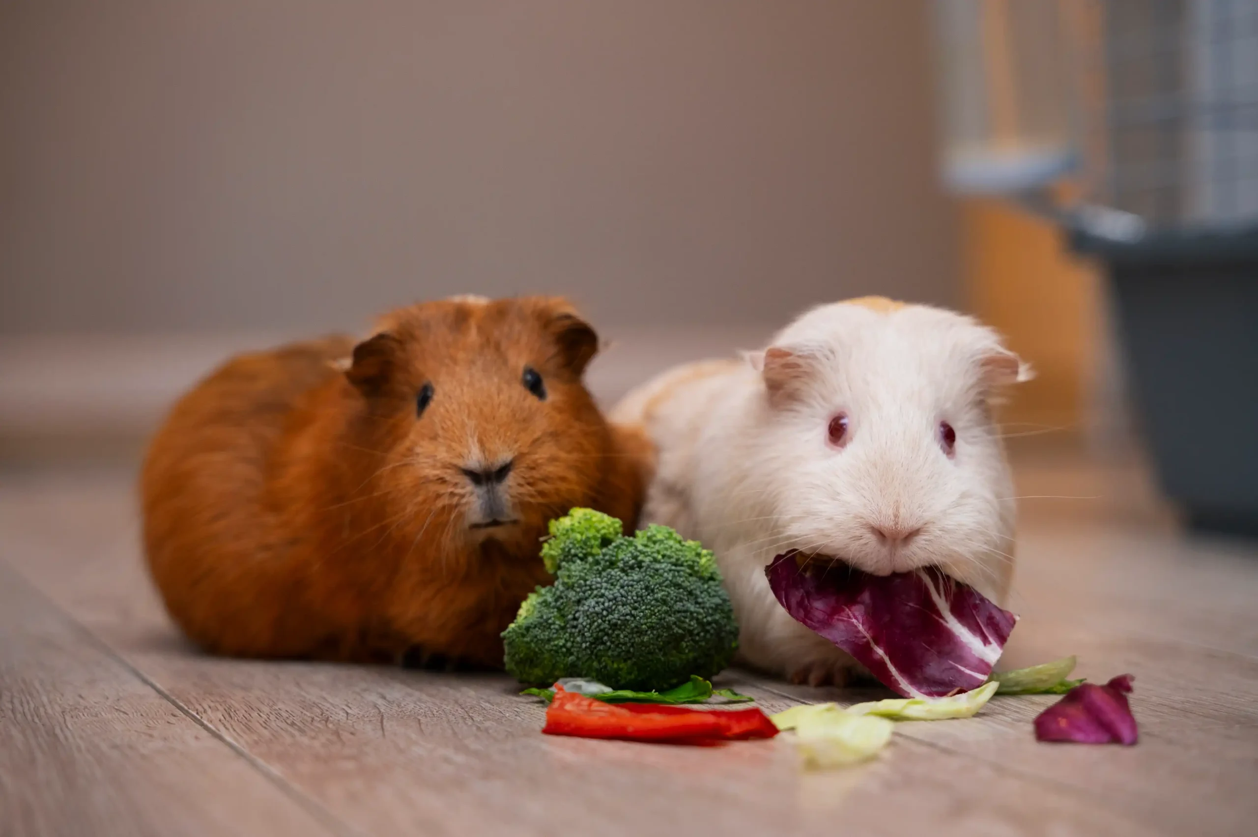 A Dieta Ideal para Porquinhos da Índia