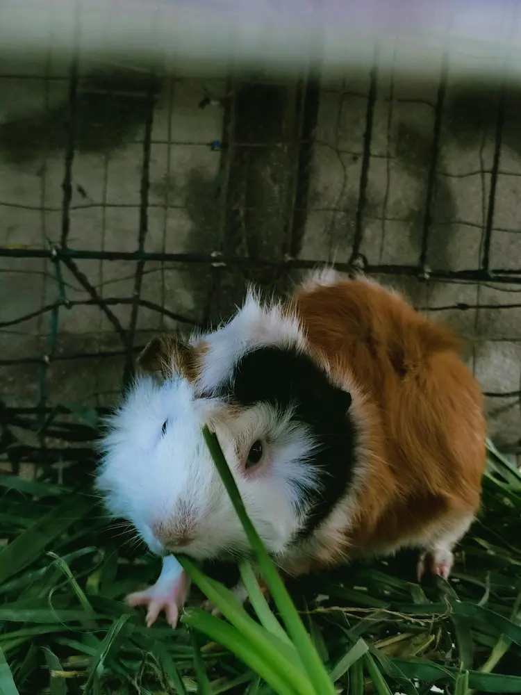 Ração Nutrópica para Porquinho da Índia