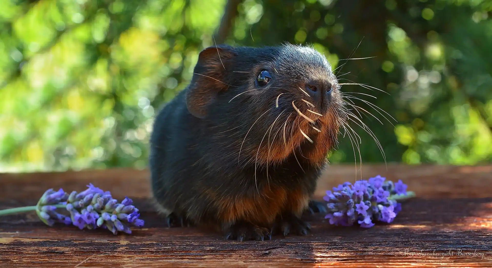 Como manter seu porquinho da Índia fresco no verão