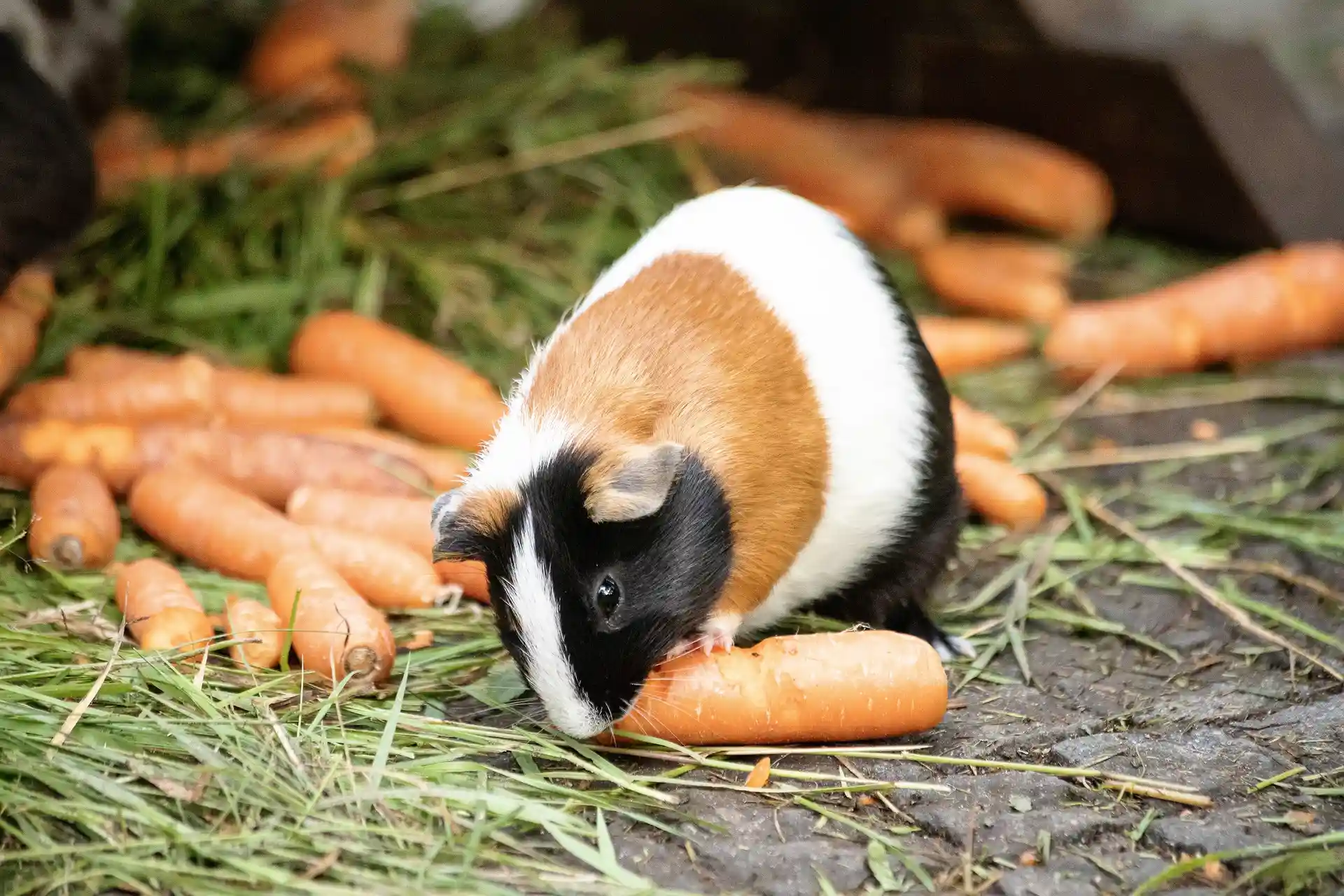 Os melhores alimentos para a saúde de seu porquinho da Índia