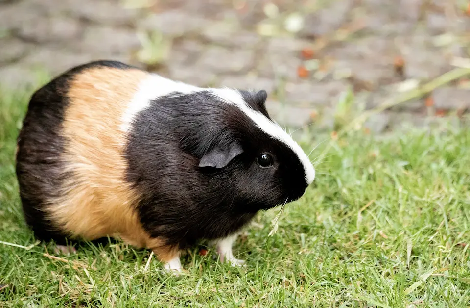 porquinho da india pode comer ração de hamster