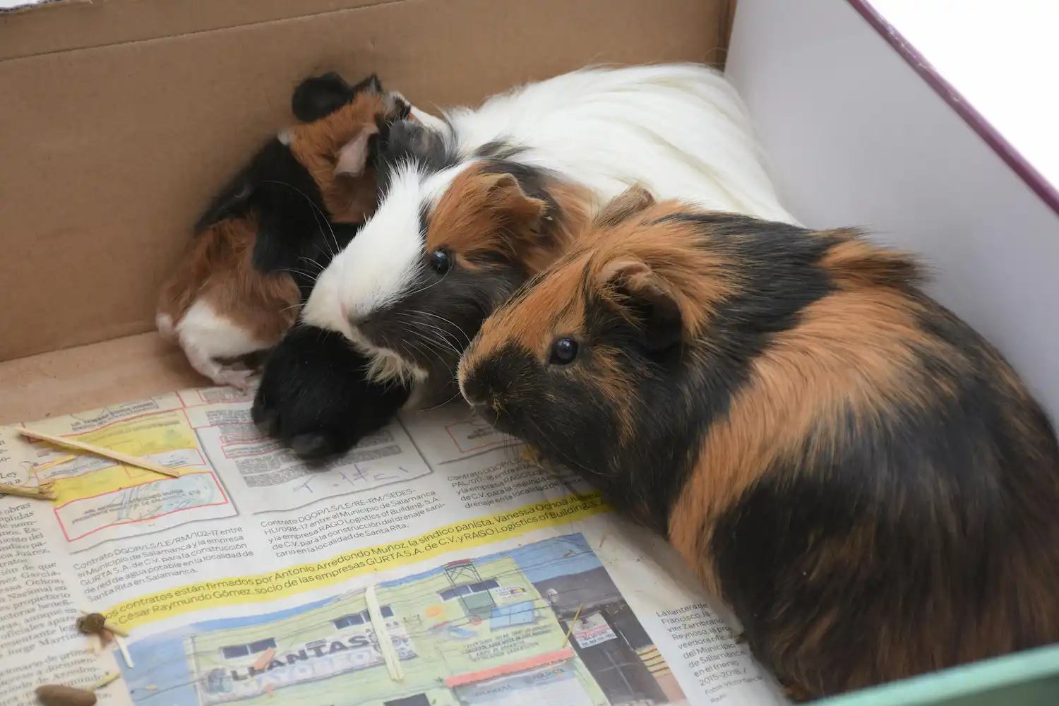 A escolha do veterinário ideal para seu porquinho da índia