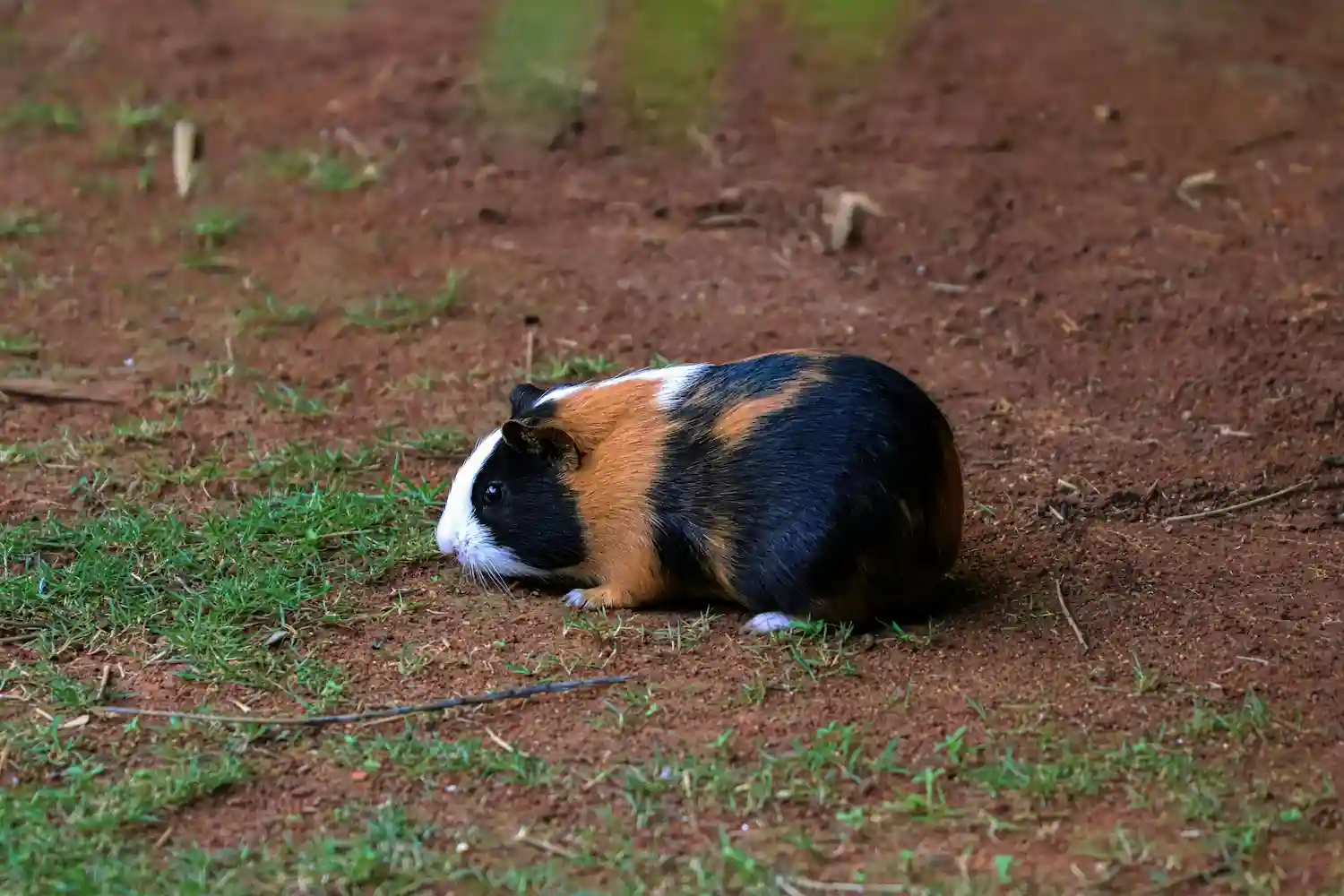 Como lidar com o medo em porquinhos da índia