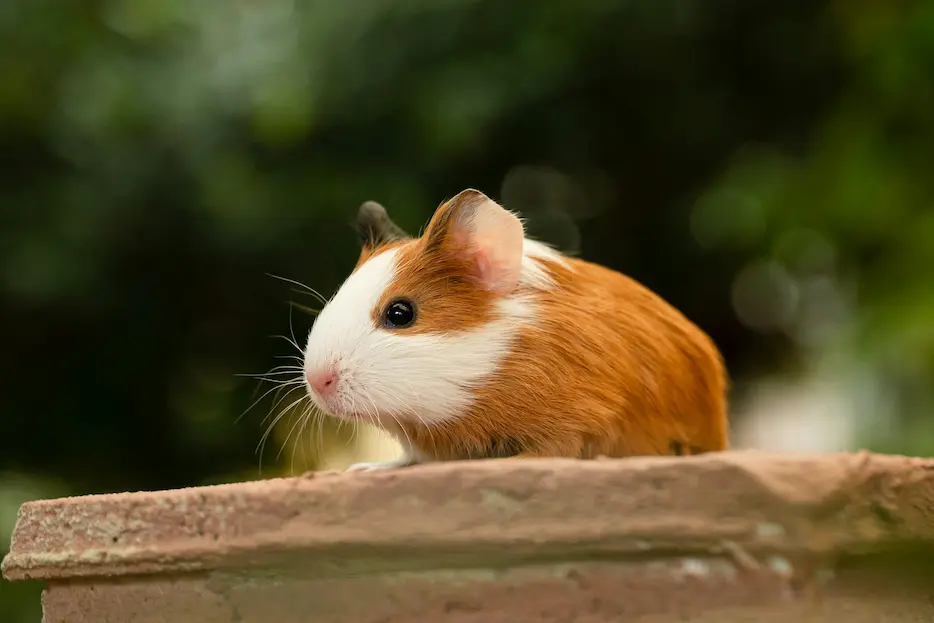 Como lidar com porquinho da india agressivo