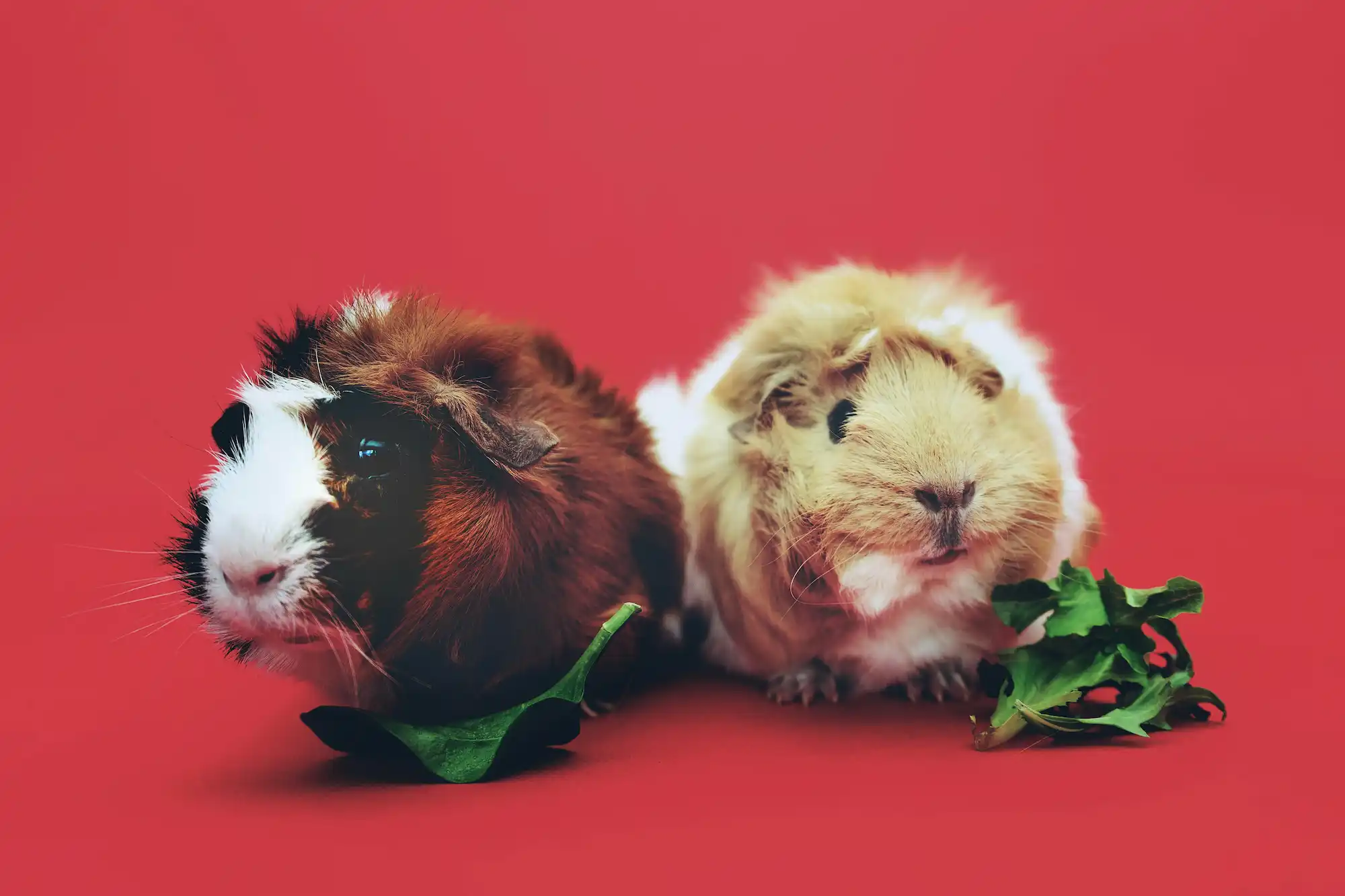 porquinho da índia pode comer ração