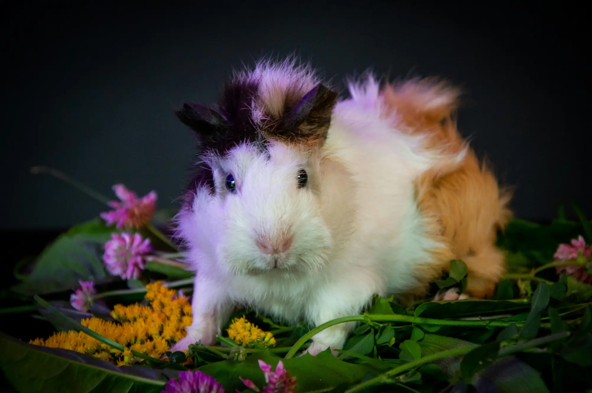 ração de hamster serve para porquinho da india